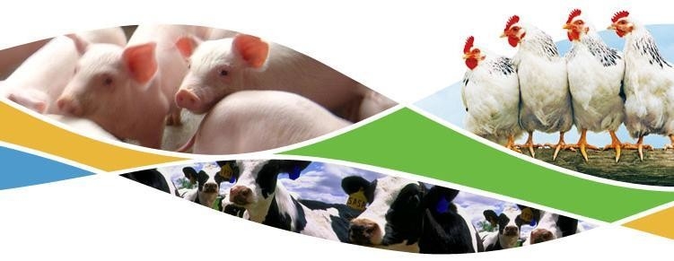 Il bestiame alimenta la nutrizione